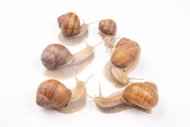 Helix pomatia. Beyaz arka planda üzüm salyangozu. Yumuşakça ve omurgasız. Lezzetli et ve gurme yemekleri.