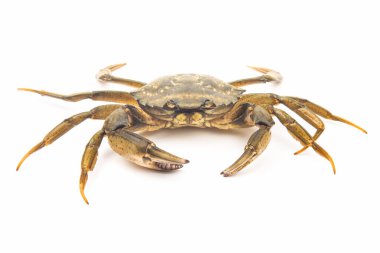 Beyaz arkaplanda deniz yengeci