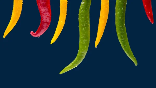 Gekleurde Hete Chili Een Donkerblauwe Achtergrond Peper Plantaardig Vitaminevoedsel — Stockfoto