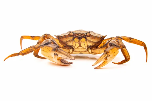 Granchio Mare Sfondo Bianco — Foto Stock