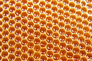 Bal peteğinde taze arı balı, yakın planda. Doğal yiyecekler vitamini. doku ve arka gruplandırma