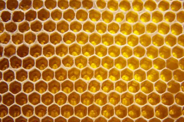 Taze bal, yakın plandaki tarakta. Doğal yiyecekler vitamini. doku ve arka gruplandırma