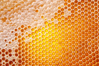 Taze bal, yakın plandaki tarakta. Doğal yiyecekler vitamini. doku ve arka gruplandırma