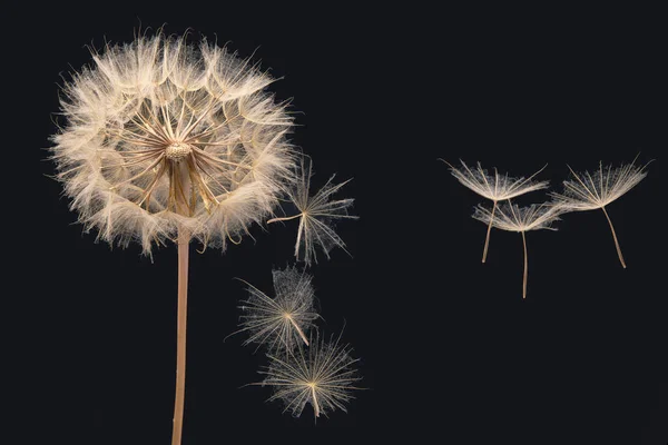 Pampelišková Semínka Létají Květu Tmavomodrém Pozadí Botanika Rozkvět Rozmnožování — Stock fotografie