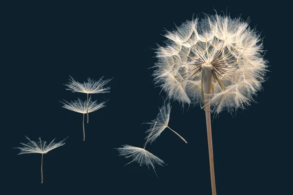 Paardenbloem Zaden Vliegen Uit Een Bloem Een Donkerblauwe Achtergrond Plantkunde — Stockfoto