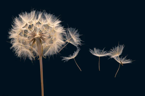 Paardenbloem Zaden Vliegen Uit Een Bloem Een Donkerblauwe Achtergrond Plantkunde — Stockfoto