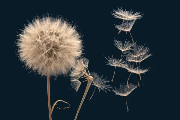 タンポポの種は濃い青の背景の花から飛びます 植物や花の成長の伝播は — ストック写真