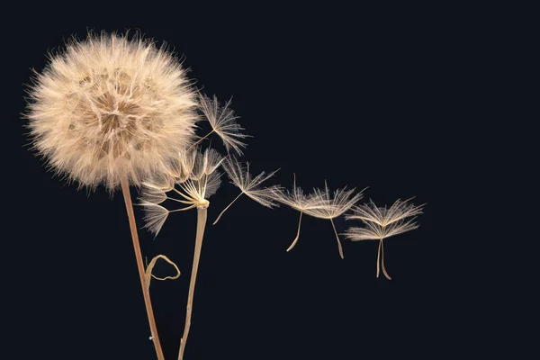 Maskrosfrön Flyger Från Blomma Mörkblå Bakgrund Botanik Och Blomtillväxt Utbredning — Stockfoto