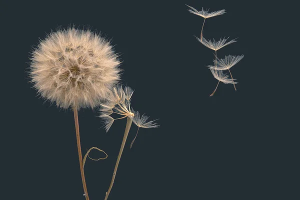 Koyu Mavi Arka Planda Bir Çiçekten Karahindiba Tohumları Uçar Botanik — Stok fotoğraf