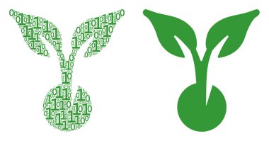 Tohum kolaj ikili basamak filiz