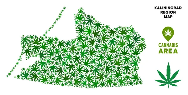 Vektör esrar kompozisyon Kaliningrad bölgesi harita