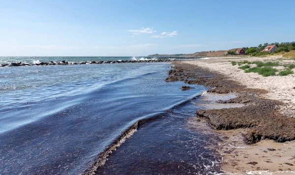 Brown seaweed or algae pollution a sandy beach. Stock photo.