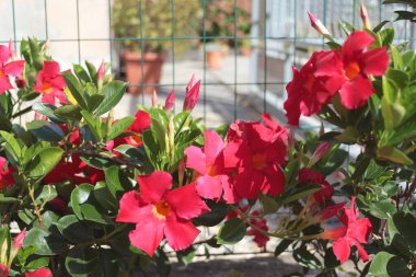 Yazın terakotta tencerelerinde çiçek açıyor. Doğa ve hobi. Evimizin güzelliği. Yüksek kalite fotoğraf