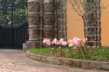 Sonbaharda park girişinin yanında yapraksız pembe çiçekler. Kentsel gelişim, Avrupa. Tasarım için doğa ve arka plan. Yüksek kalite fotoğraf