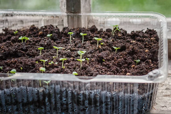 bir pencere üzerinde plastik bir kapta fide