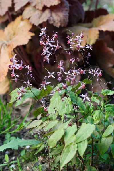 Purpurowy barrenwort (Epimedium) kwitnie w ogrodzie — Zdjęcie stockowe