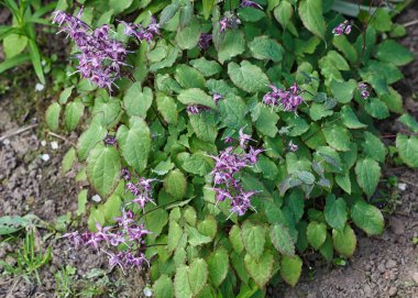 purple barrenwort (epimedium) flourishing in the garden clipart