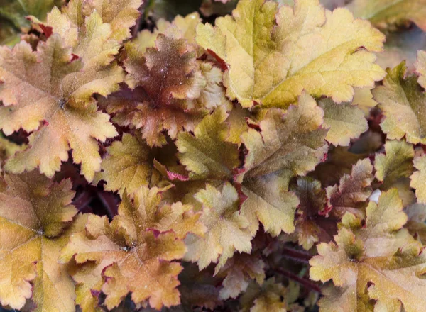 Heuchera of koraal Bells, plant met mooie gekleurde bladeren — Stockfoto