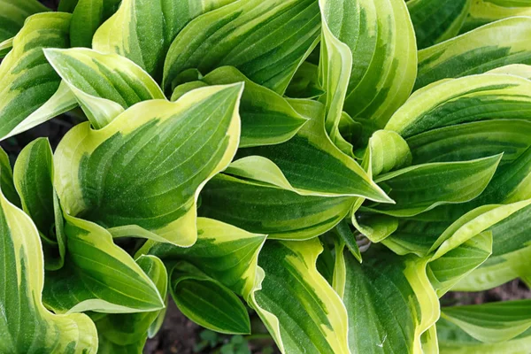 Žlutá a zelená pestrá hosta v jarní stinné zahradě — Stock fotografie