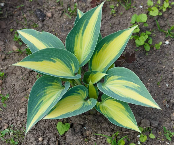 Gul og blå broget hosta i forårets skyggefulde have - Stock-foto