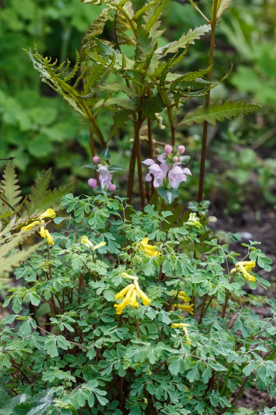 Fumewort kamień (żółte Corydalis) z paproci w ogrodzie wiosennym — Zdjęcie stockowe