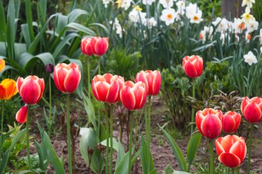 Yeşil bulanık arka plan ile güzel gül lale çiçekleri.