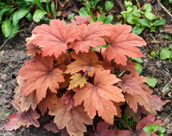 Heuchera ή καμπάνες κοραλλιών, φυτό με όμορφα χρωματιστά φύλλα — Φωτογραφία Αρχείου
