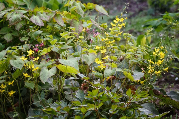 Barrenwort amarelo (epimedium) florescendo no jardim — Fotografia de Stock