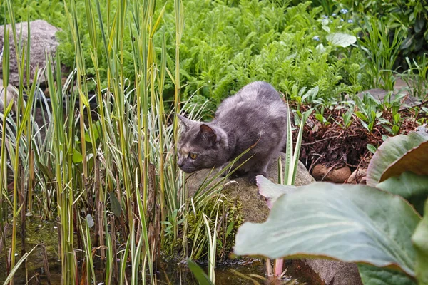 Curious gray cat looking at the pond surrounded by spring  garde — Stock Photo, Image