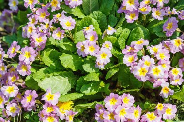  Bahar bahçesinde primrose veya primula. Mor, pembe, sarı