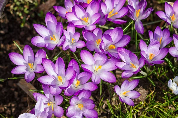 Crocos roxos germinam na primavera no jardim. Símbolo — Fotografia de Stock