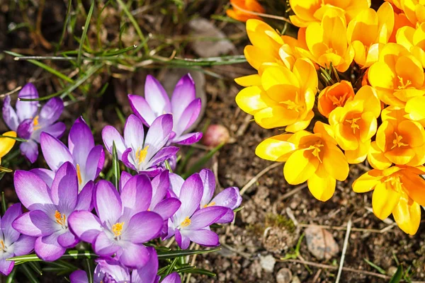 紫色和黄色的红花在花园的春天发芽 — 图库照片