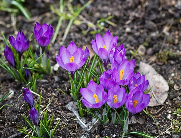 정원에서 봄에 보라색 크로커스 발아. 기호 — 스톡 사진
