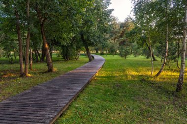 büyük ağaçlar ile bir orman parkı 