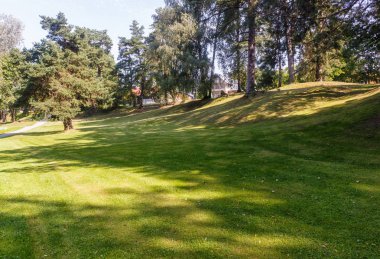 büyük ağaçlar ile bir orman parkı 
