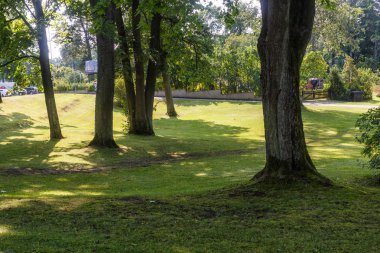 büyük ağaçlar ile bir orman parkı 