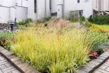 çok yıllık bitkilerin karmaşık çiçek yatağı