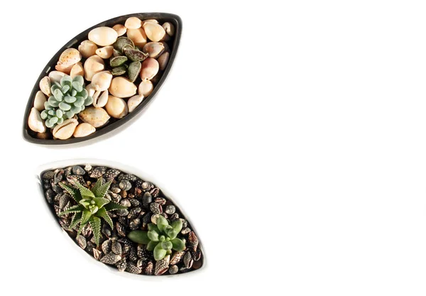セラミックポットの小さな多肉植物 — ストック写真