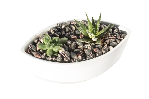 Petits succulents dans un pot en céramique — Photo