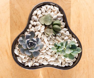 seramik bir tencerede küçük sulu