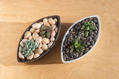 seramik bir tencerede küçük sulu