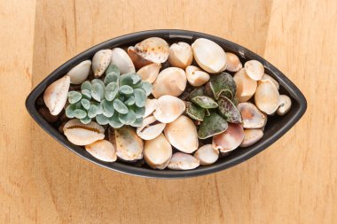 seramik bir tencerede küçük sulu