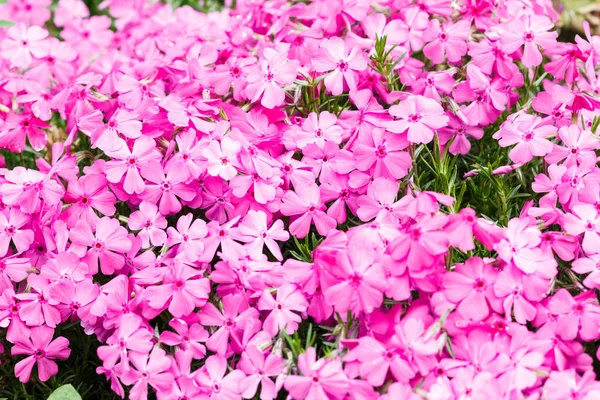 Beautiful pink phlox flower. — Stock Photo, Image