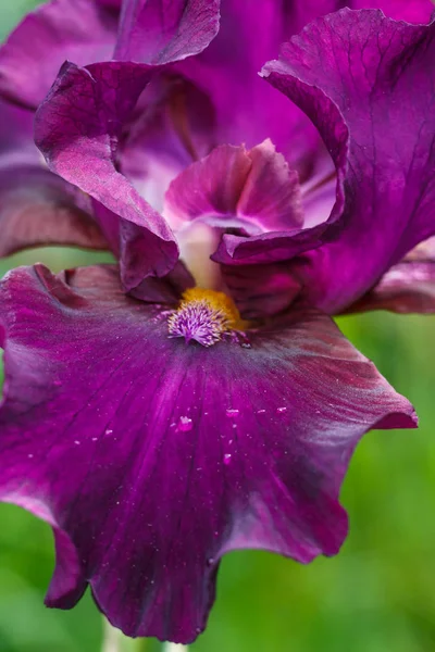美丽的紫色虹膜花与水滴. — 图库照片