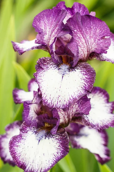 Mooie veelkleurige Iris bloem. — Stockfoto