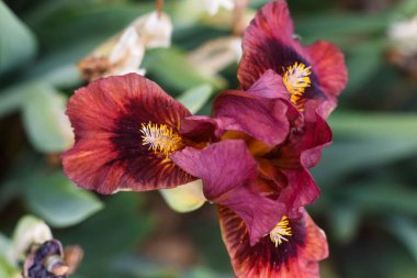 Güzel çok renkli iris çiçek.