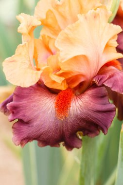 Güzel çok renkli iris çiçek.