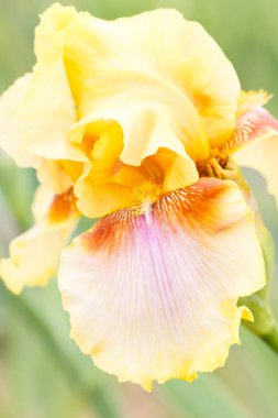 Güzel çok renkli iris çiçek.