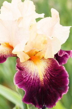 Güzel çok renkli iris çiçek.