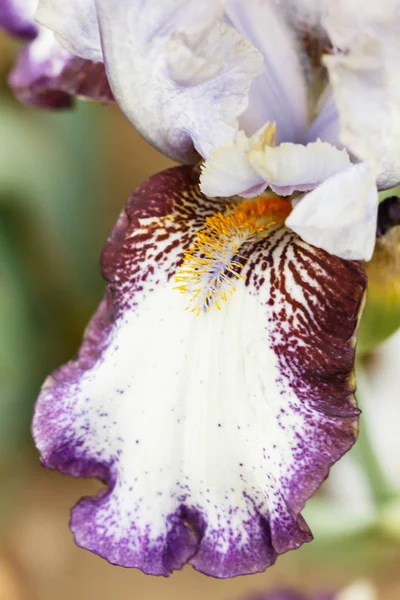 Hermosa flor de iris multicolor . — Foto de Stock